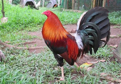gamefowl bloodlines in the philippines|TOP 5 Gamefowl bloodlines in the Philippines .